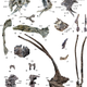 Fossil elements of Bajadasaurus pronuspinax.